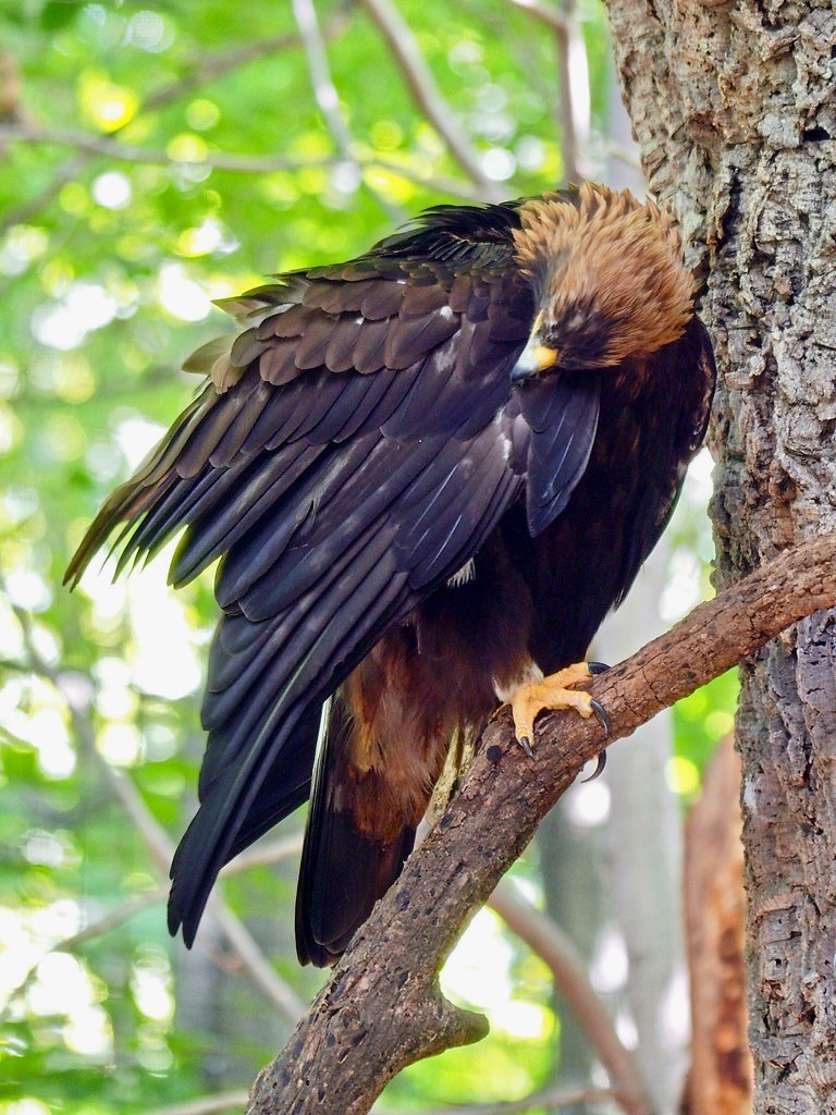 Cleveland Museum of Natural History 08-21-2015 - Golden Eagle 7 by David441491 is licensed under CC BY-NC-ND 2.0.